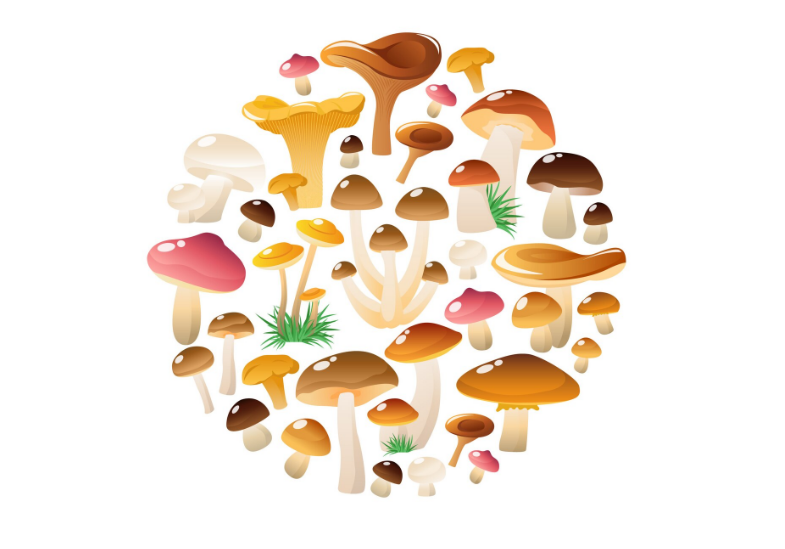 Medicinal Mushrooms